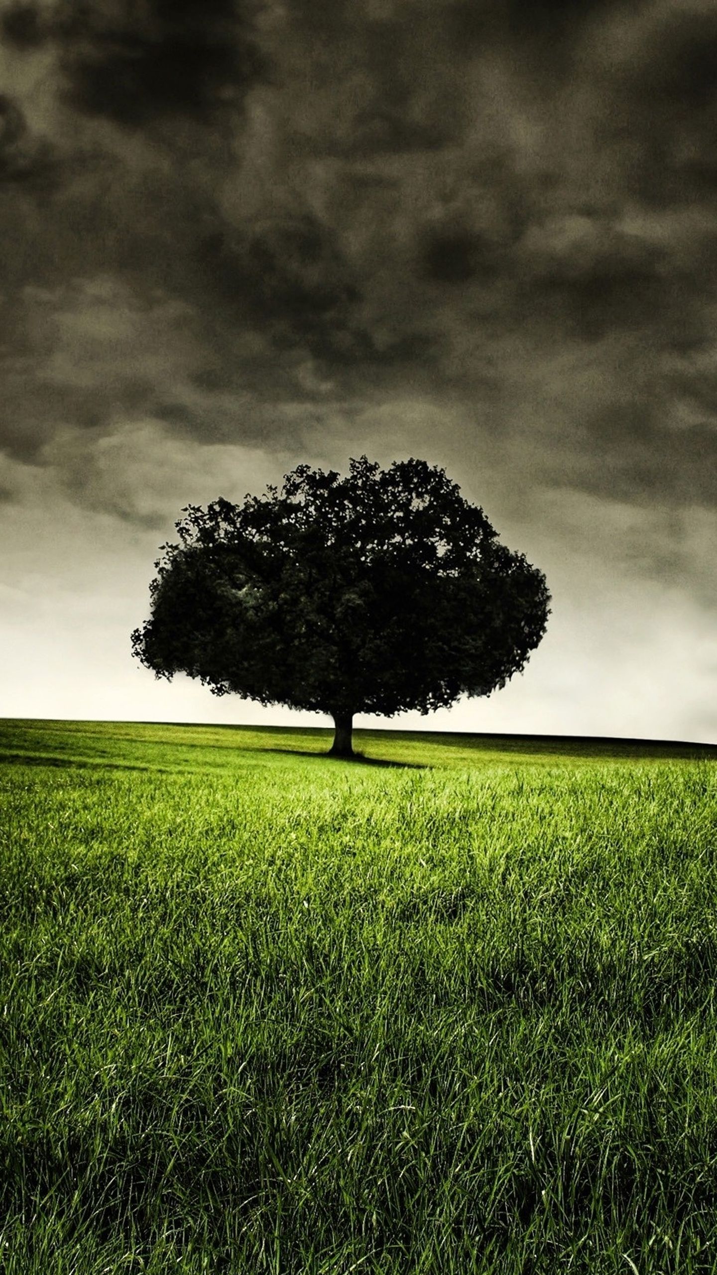 Android Nature Wallpapers Group - Tree Alone In A Field - 1440x2560  Wallpaper 