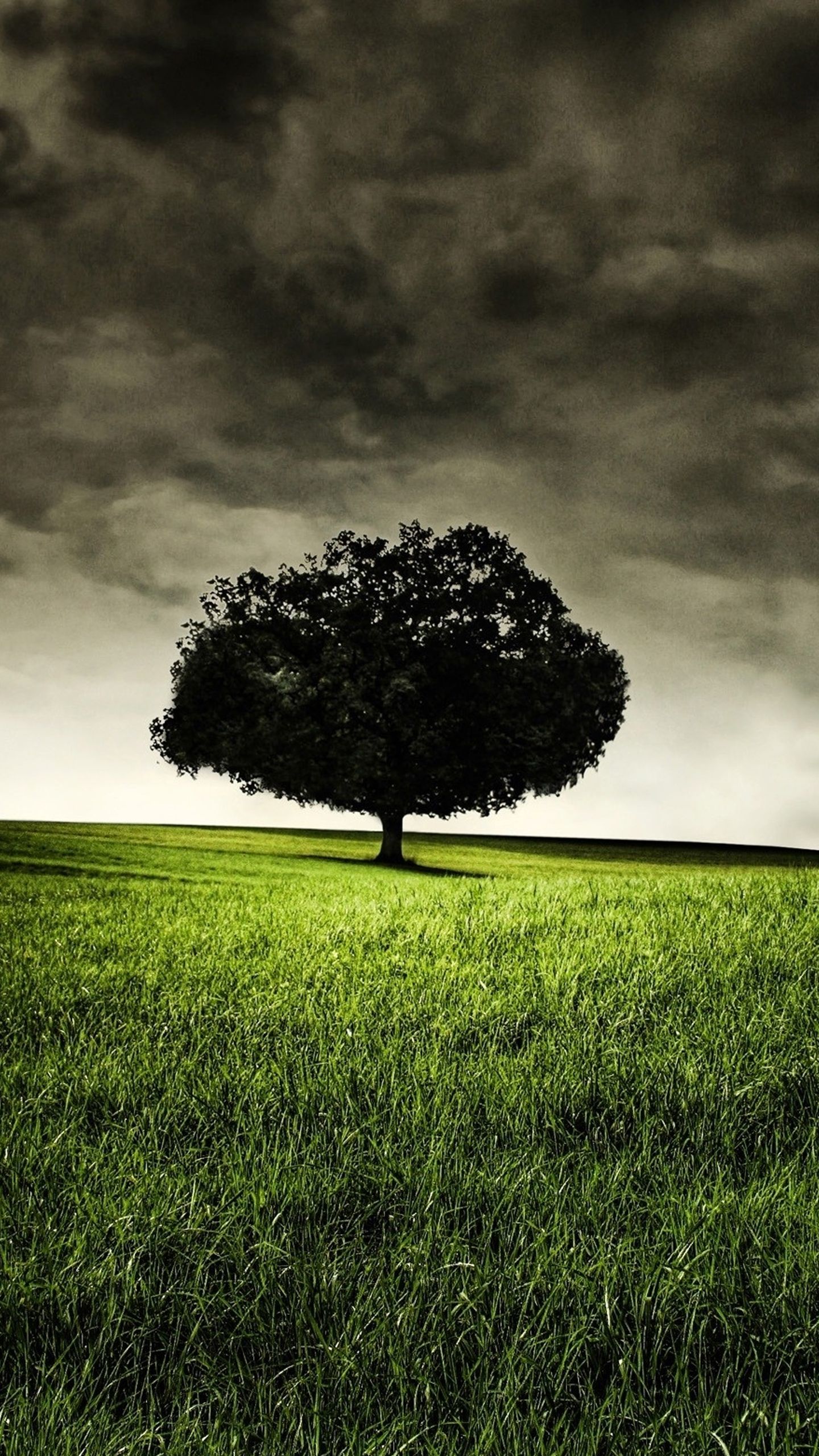 Android Nature Wallpapers Group - Tree Alone In A Field - 1440x2560 Wallpaper Android Nature Wallpapers Group - Tree Alone In A Field - 1440x2560 Wallpaper