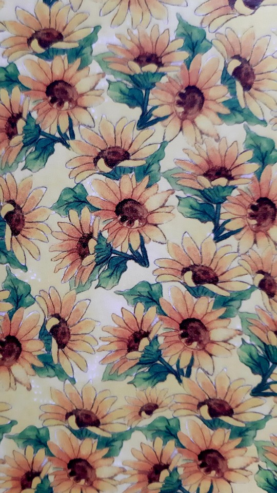 Image - African Daisy - HD Wallpaper 