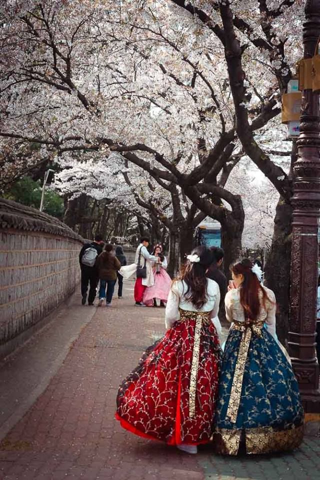Korea Cherry Blossom Traditional - HD Wallpaper 