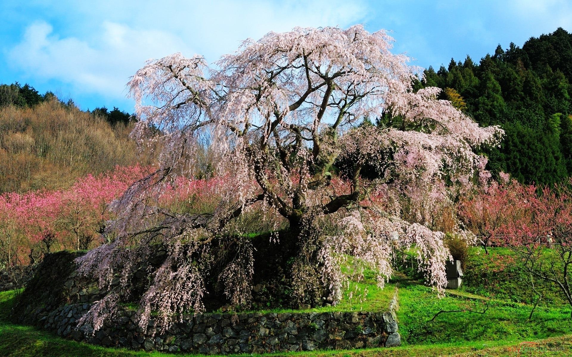 Bunga Sakura Romantis - HD Wallpaper 