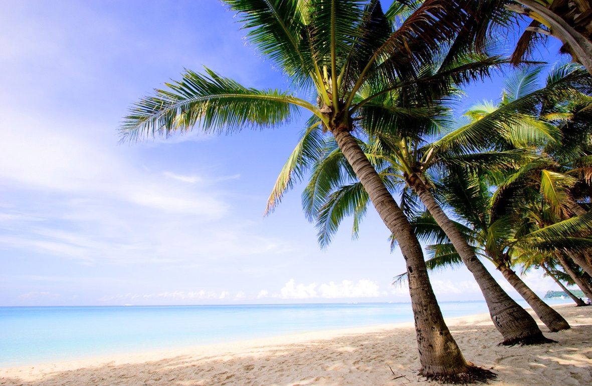 Coconut Trees On The Beach - HD Wallpaper 