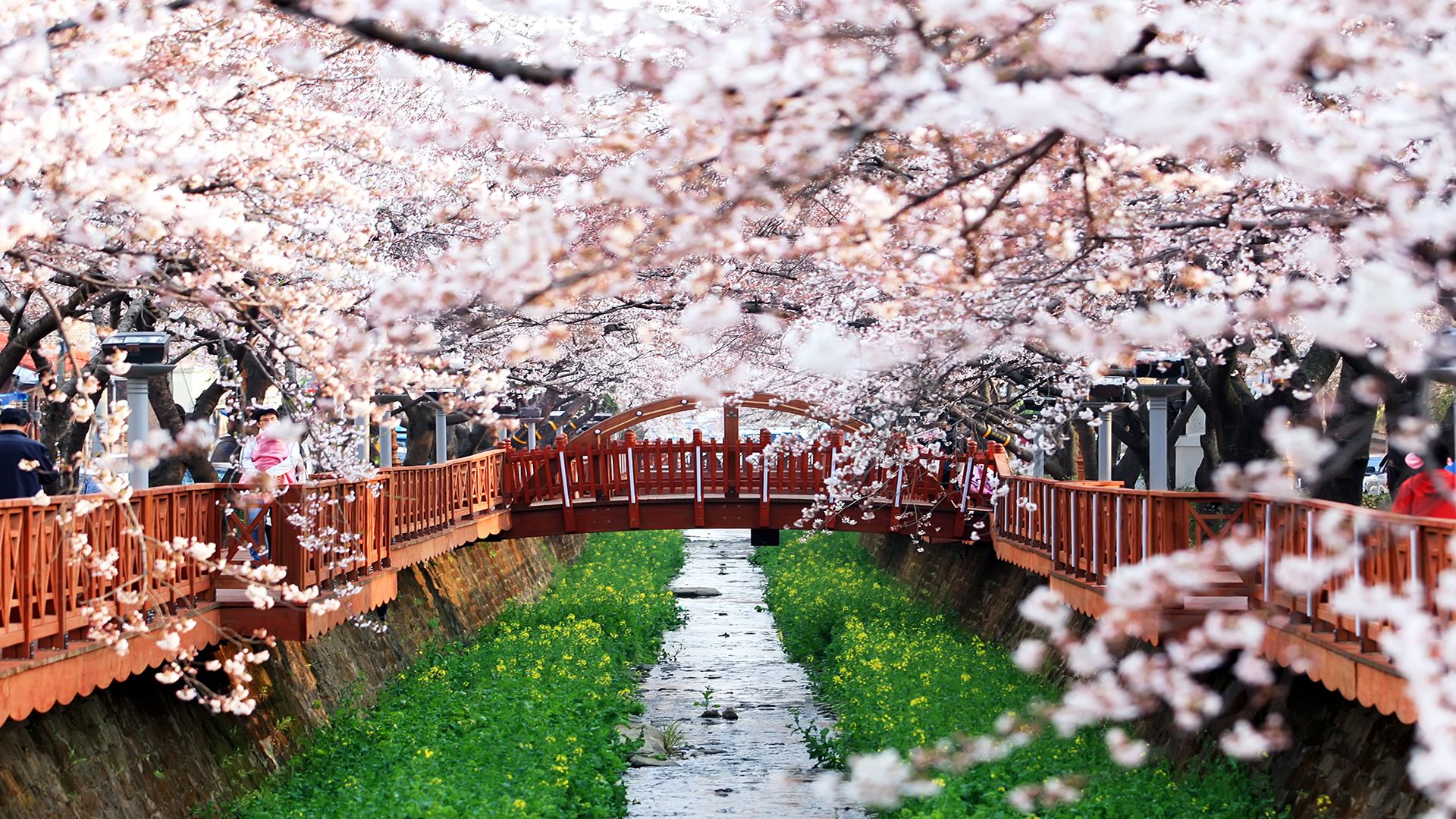 Seoul Cherry Blossom - Jinhae Korea Cherry Blossom Festival - HD Wallpaper 