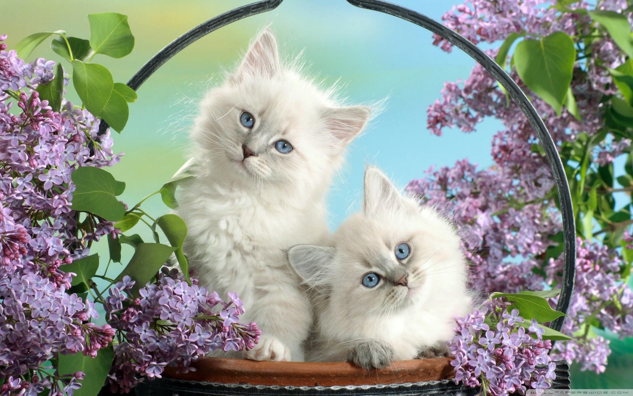 Cute Cats Background - HD Wallpaper 