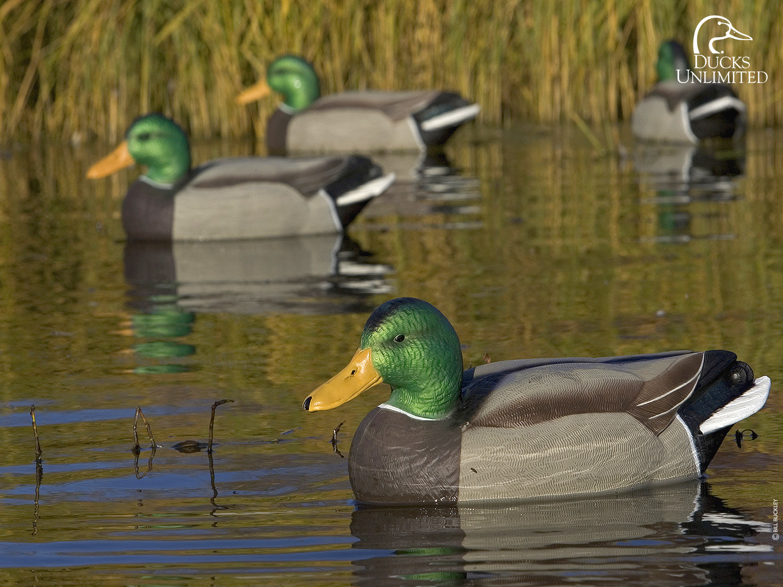 Ducks Hunted 4k Screensaver - HD Wallpaper 