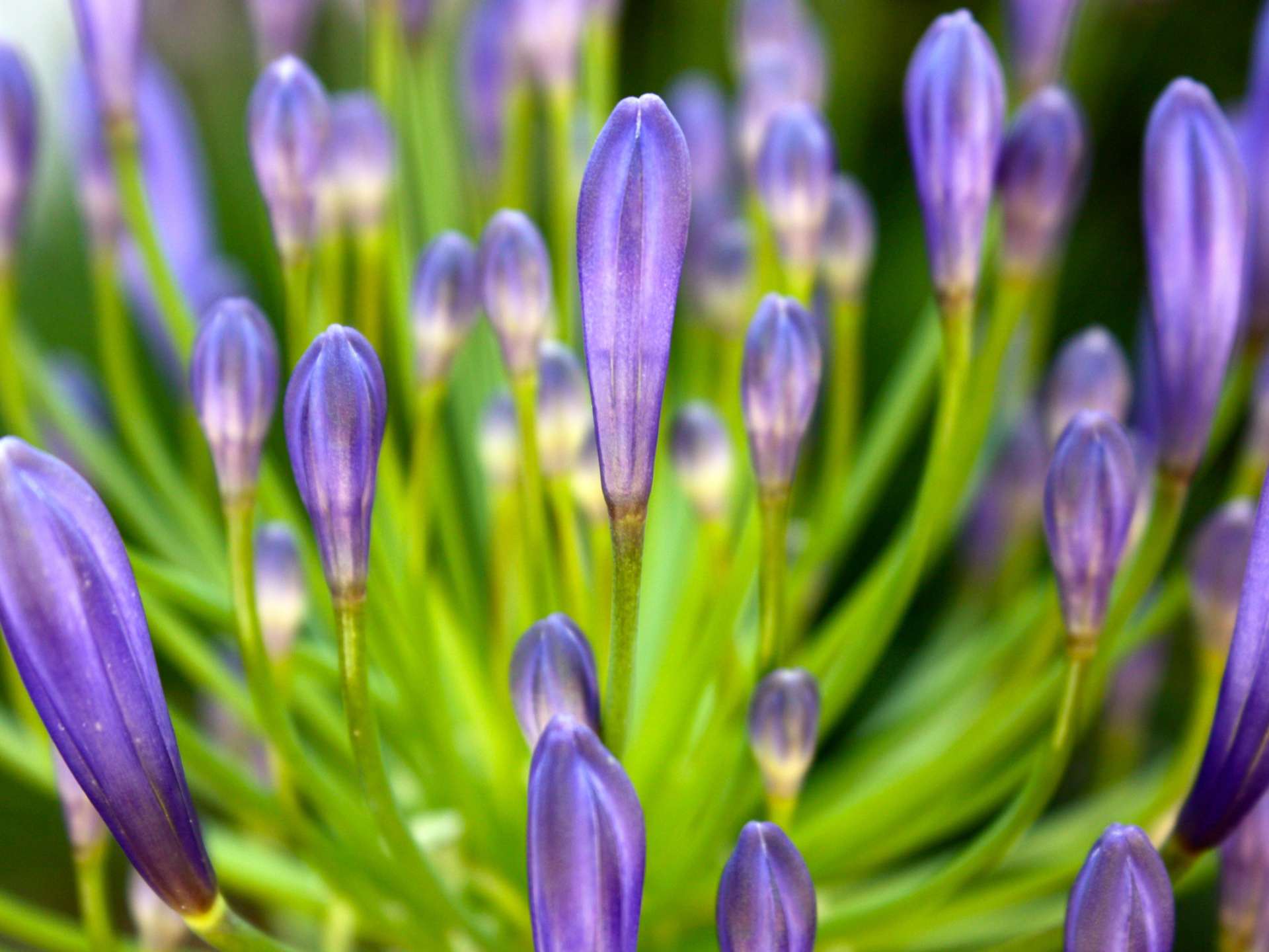 23 Beautiful Free Spring Wallpapers To Bring You Joy Spring Flowers 19x1440 Wallpaper Teahub Io