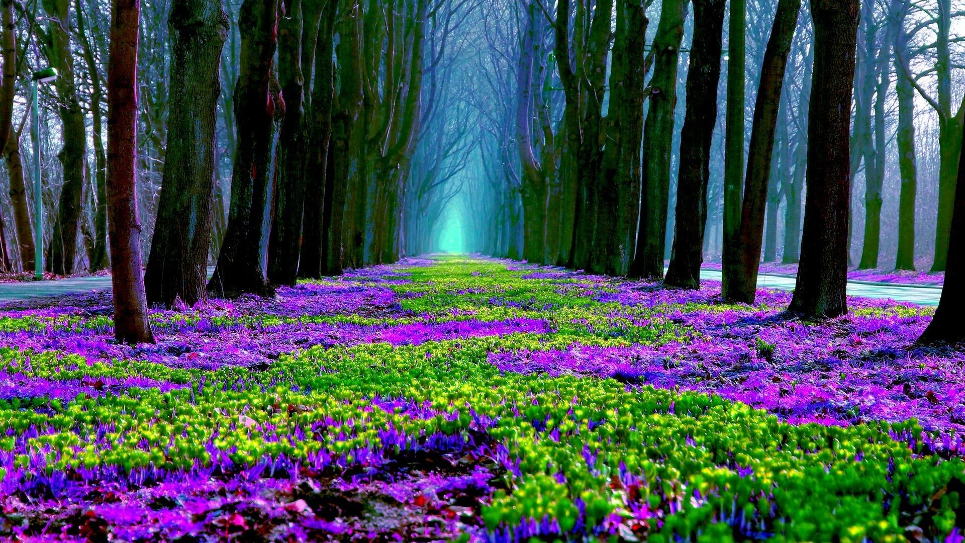 Forest Purple Flowers Spring Nature Hd Wallpaper 
 - Flower Nature Wallpaper Hd - HD Wallpaper 