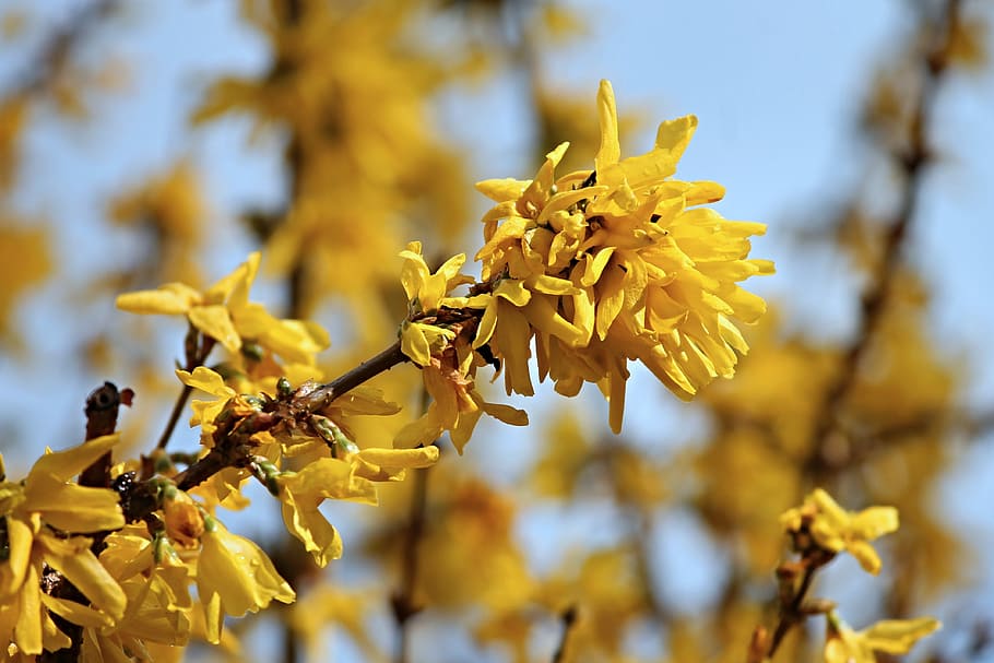 Forsythia, Ornamental Shrub, Bloom, Yellow, Flowers, - Macro Photography - HD Wallpaper 