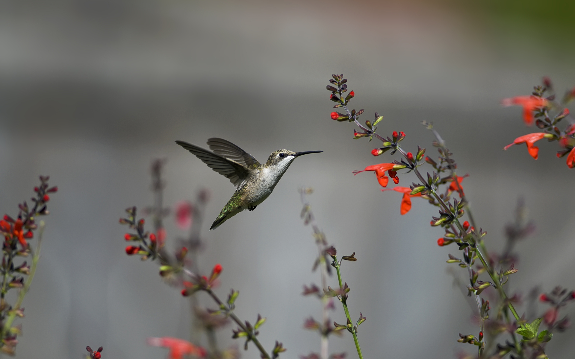 Hummingbirds Fancy - Hummingbird Wallpaper Iphone - HD Wallpaper 