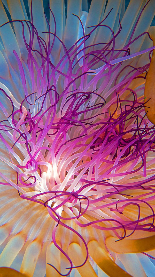 Jellyfish, 4k, 5k Wallpaper, Hd, Indian Ocean, Georgia, - Jellyfish Wallpaper Phone 4k - HD Wallpaper 