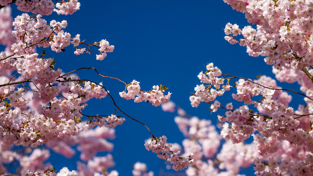 Cherry Blossom Wallpaper Desktop - HD Wallpaper 