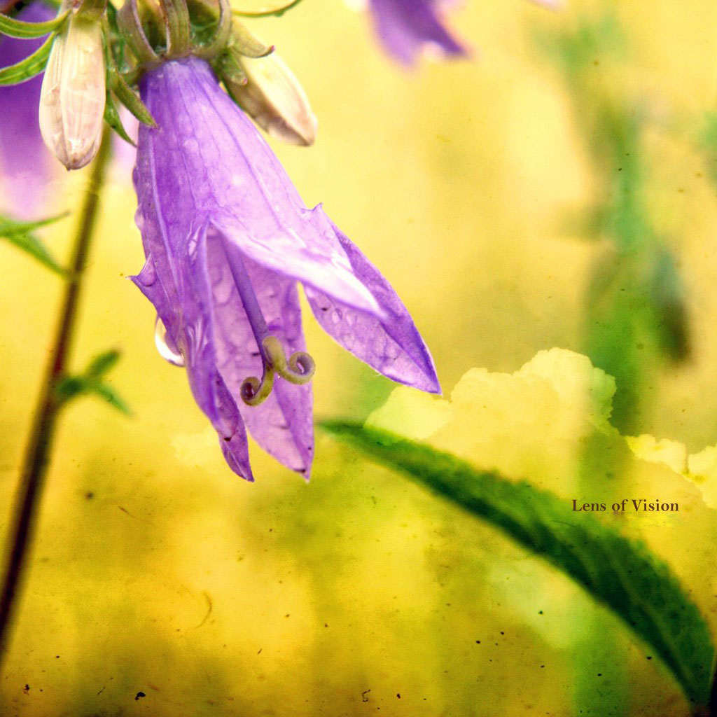 Hd Nice Yellow Flowers Ipad Wallpapers - HD Wallpaper 