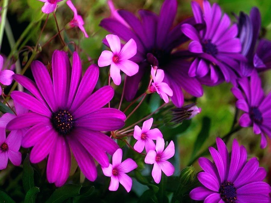 Desktop Wallpaper Purple Flowers Spring Wallpapers - Purple Spring Flowers - HD Wallpaper 