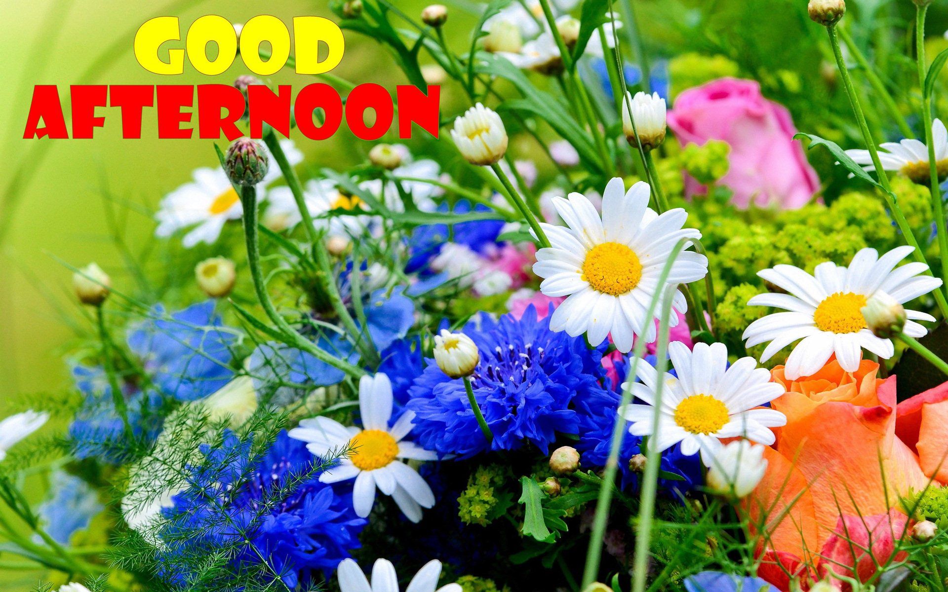 1080p Hd Wallpapers - Beautiful Flowers For Whatsapp - HD Wallpaper 