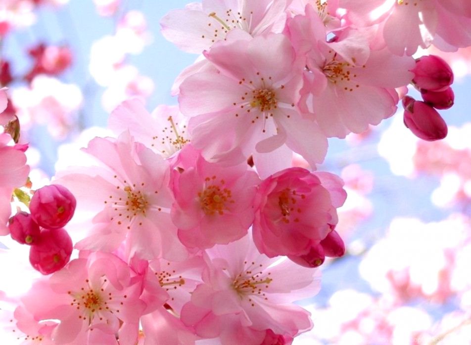 Pretty Pink Flower Wallpapers Computer Hd Wallpapers - Beautiful Flower - HD Wallpaper 