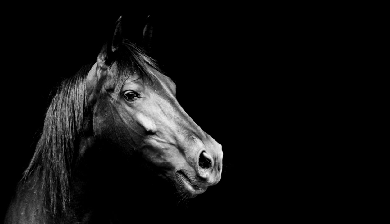 Black Horse Wallpapers Nh139 Fhdq Wallpapers For Desktop - Horse Hd Wallpapers Face - HD Wallpaper 