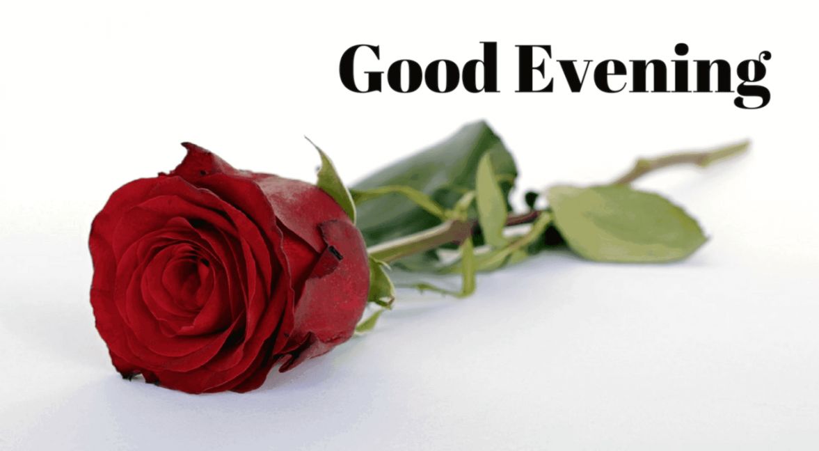 Good Evening Image With Red Rose Mobile Wallpaper Pinterest - Good Evening With Rose - HD Wallpaper 