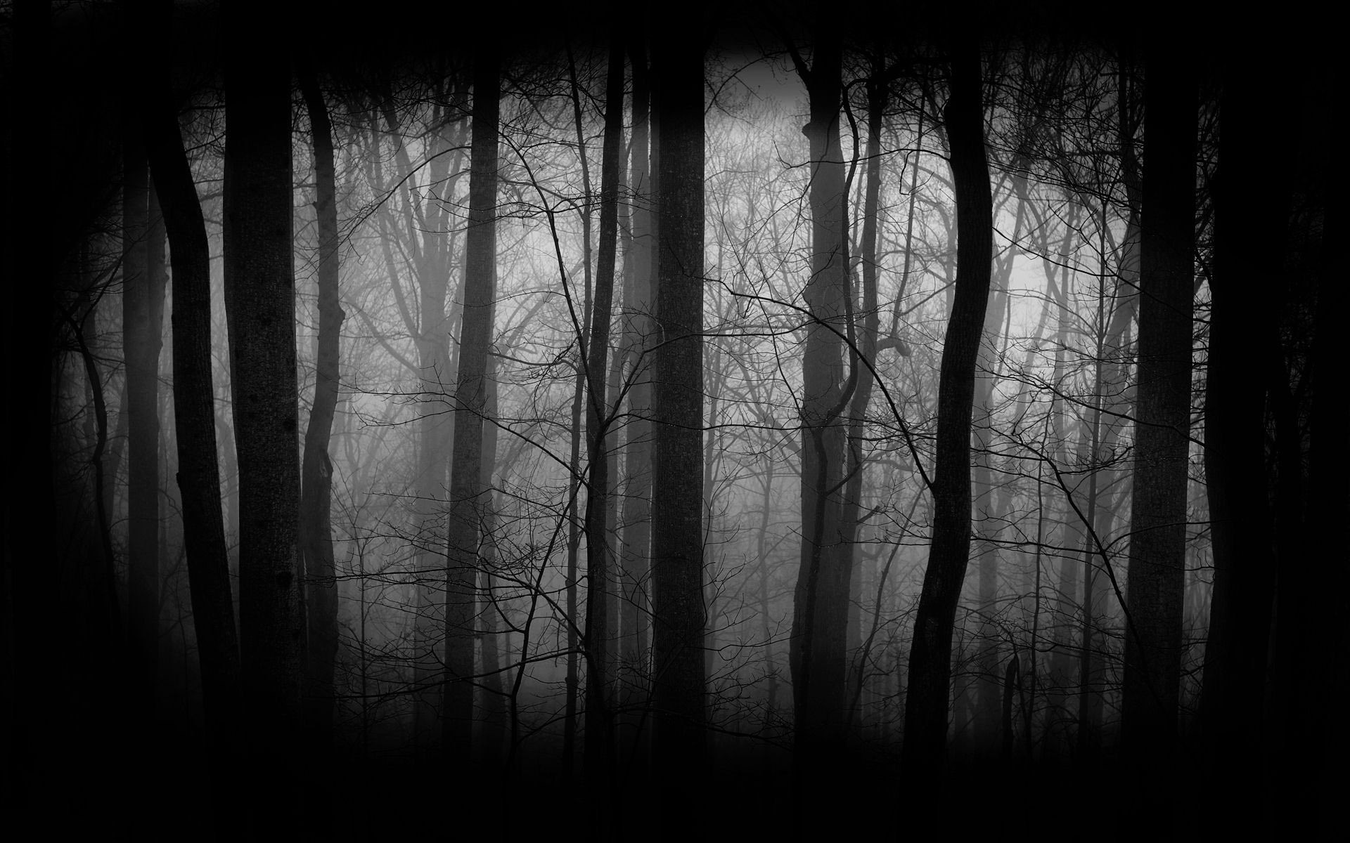 Dark Forest Wallpapers Hd - Dark Forest Background - 1920x1200 Wallpaper -  