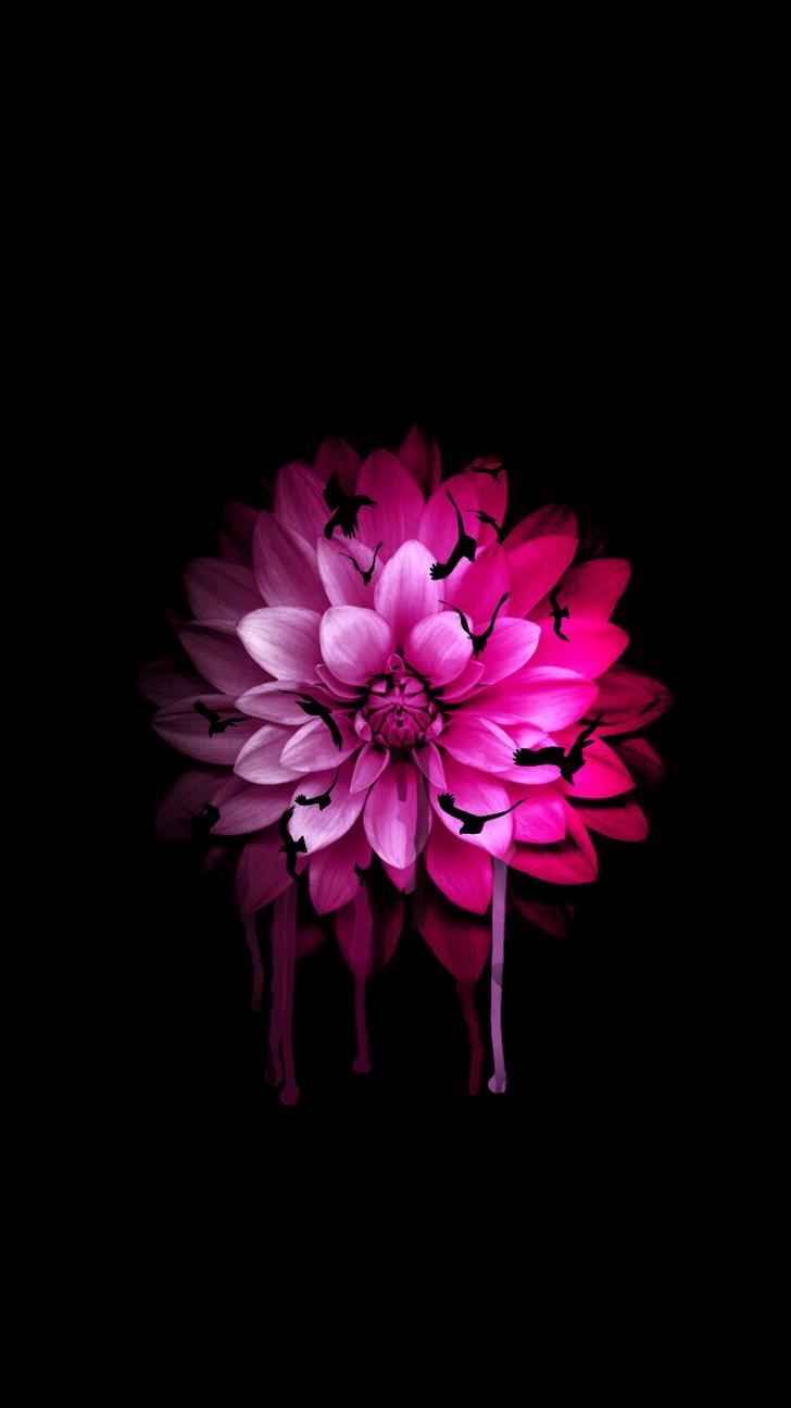 Apple Wallpapers Iphone Flower - HD Wallpaper 