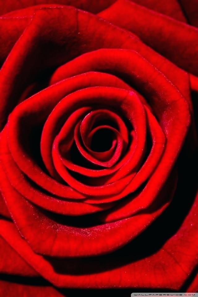 Single Rose Wallpaper Mobile Single White Rose Hd Wallpaper - Rose Wallpaper For Mobile - HD Wallpaper 
