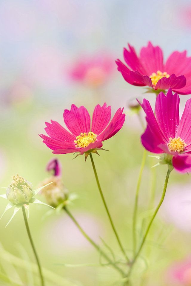 Hd Phone Wallpapers Blooming - Best Flower Background Hd - HD Wallpaper 
