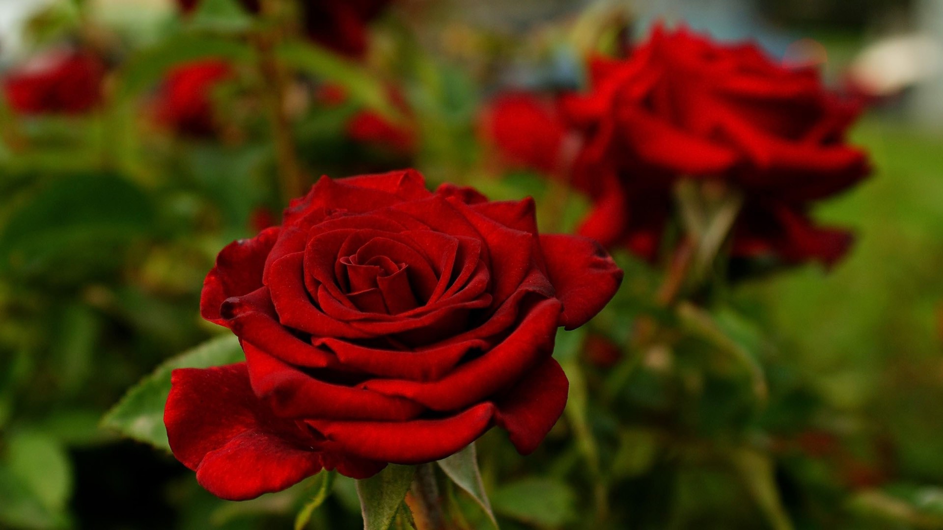 Beautiful Red Rose Flower - HD Wallpaper 