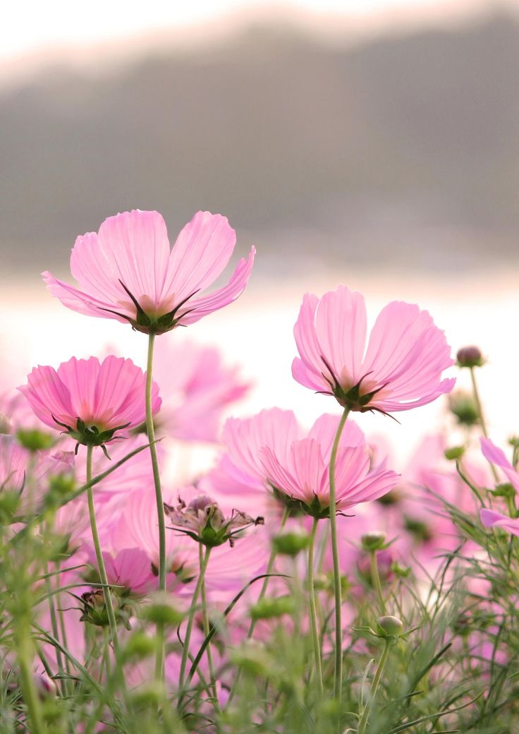 Landscape Pink Flower - Once Upon A Lifetime You Meet Someone - HD Wallpaper 