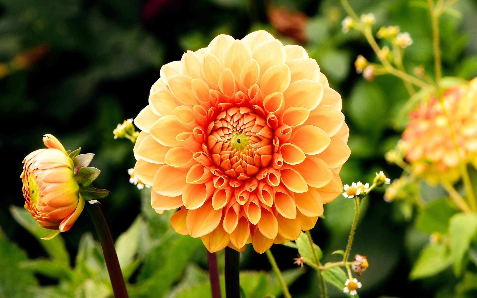 Asteraceae Dahlia Dahlia - HD Wallpaper 
