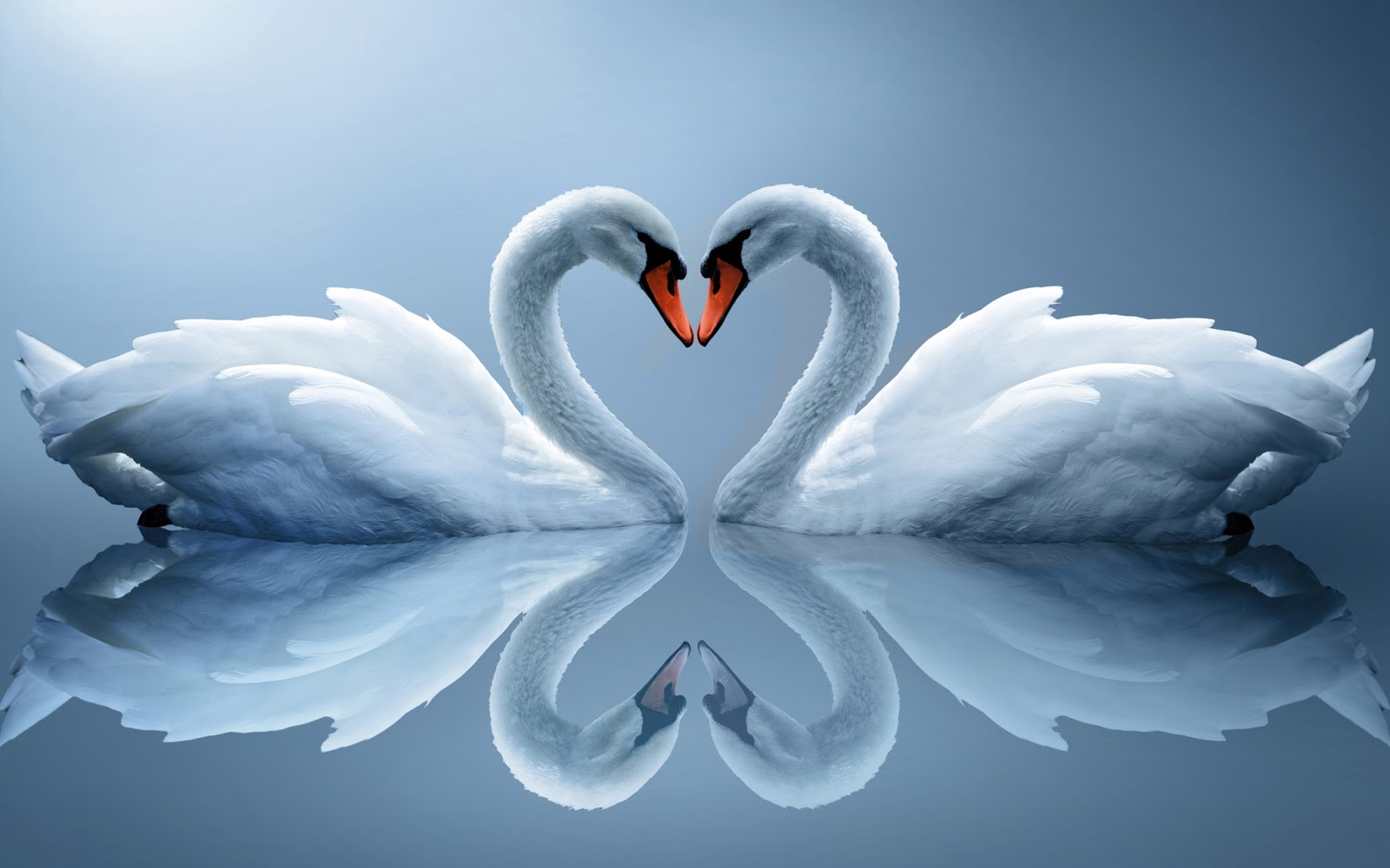 Nice Wallpaper Hd Full Screen - Swans Facing Each Other - HD Wallpaper 