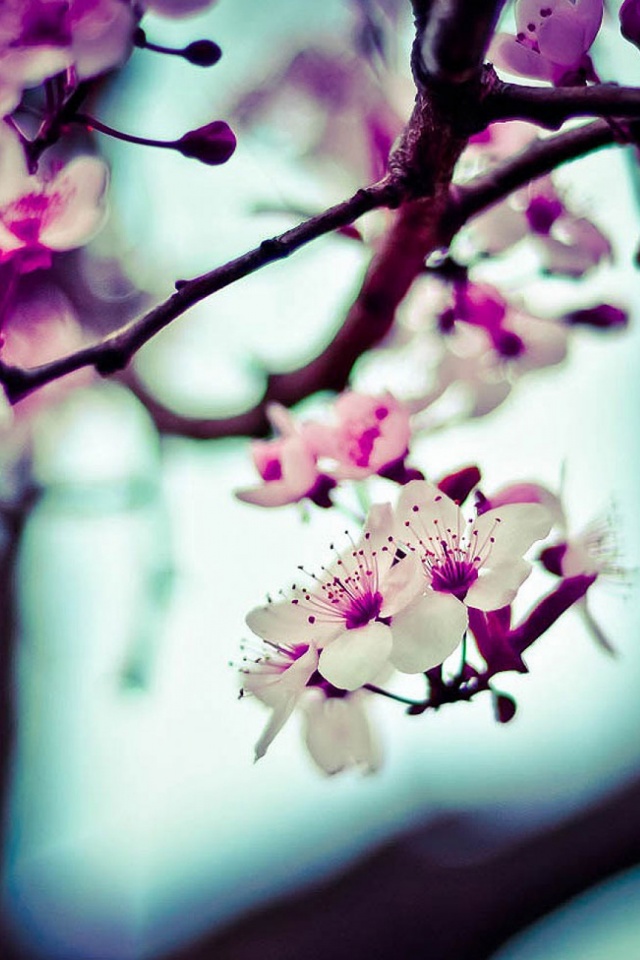 Nice Wallpaper For Mobile - 640x960 Wallpaper Nice Wallpaper For Mobile - 640x960 Wallpaper