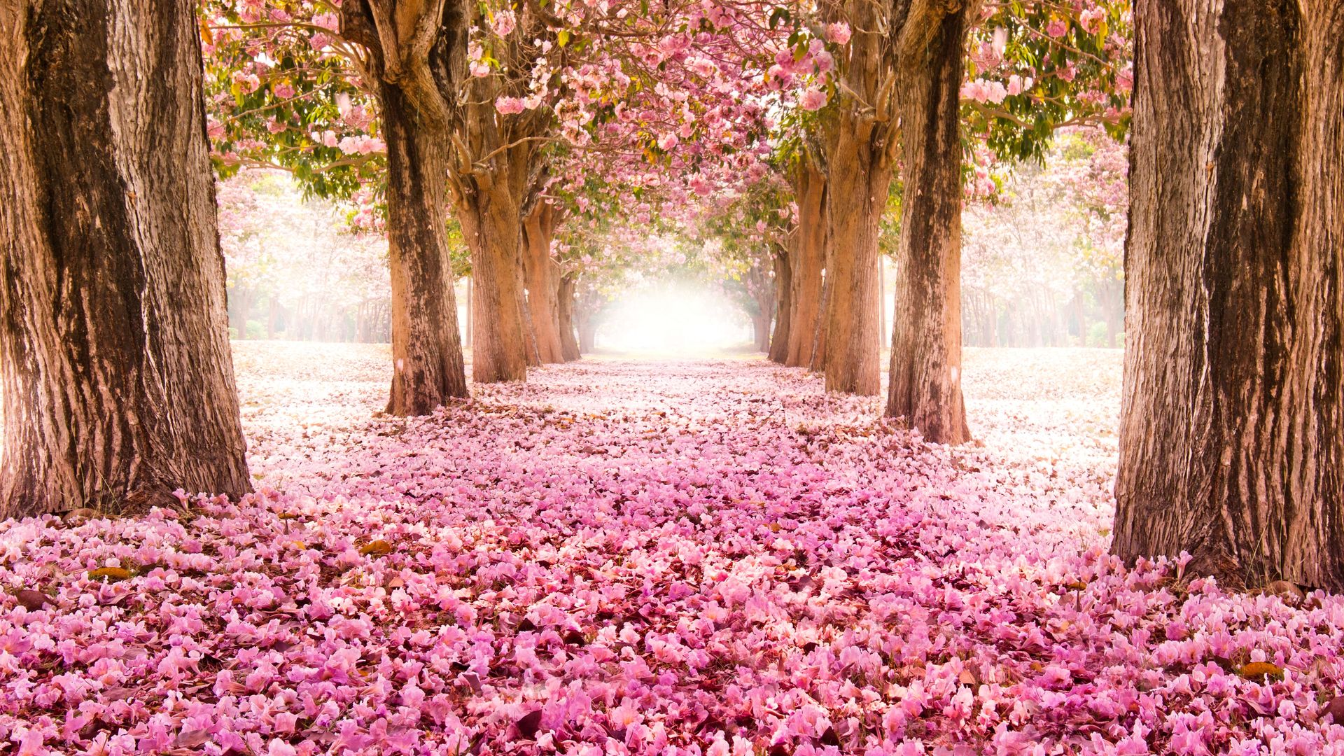 Sakura Trees Pink Flower Spring Nature Hd Wallpaper - Nature Pink Wallpaper Hd - HD Wallpaper 