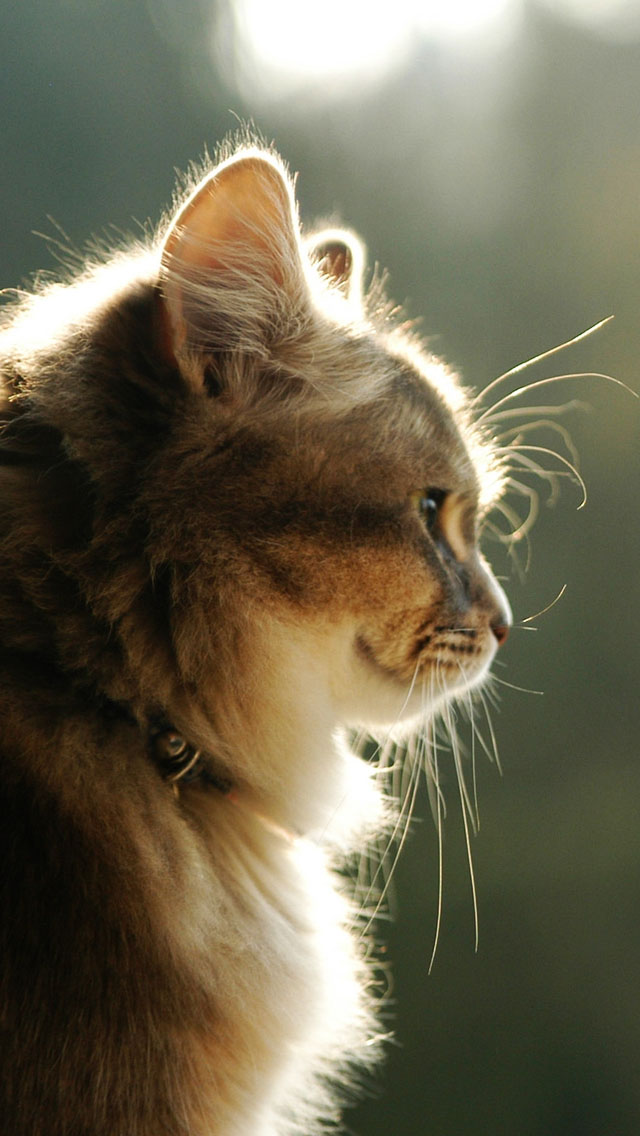 Nice Cat Iphone Wallpaper Cute Cats For Profile 640x1136 Wallpaper Teahub Io Nice Cat Iphone Wallpaper Cute Cats For Profile 640x1136 Wallpaper Teahub Io