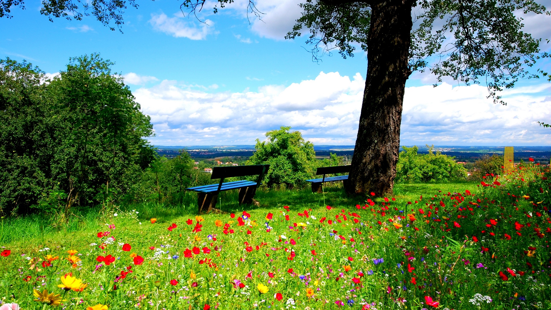 Wallpaper Trees, Benches, Flowers, Nature - Beautiful Nature Background Hd  - 1920x1080 Wallpaper 