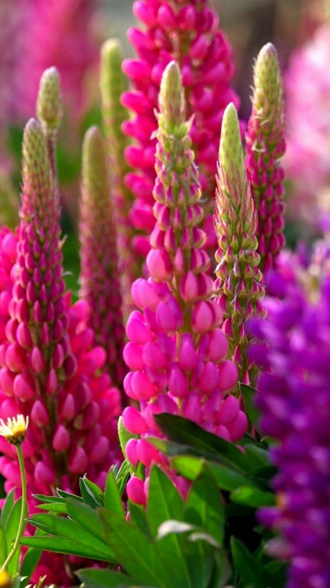 Iphone X Wallpaper Beautiful Spring Resolution - Background Wallpaper Beautiful Flowers - HD Wallpaper 