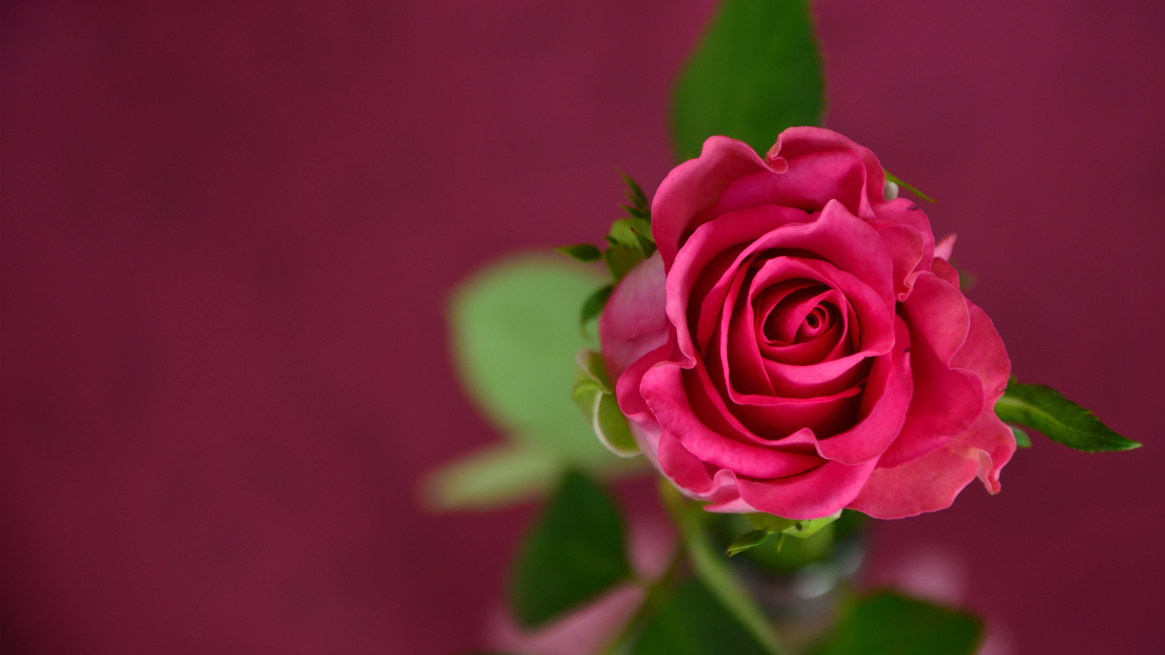 Download Pink Rose New Flowers Wallpaper 
 Data-src - Rose 4k Wallpaper Download - HD Wallpaper 