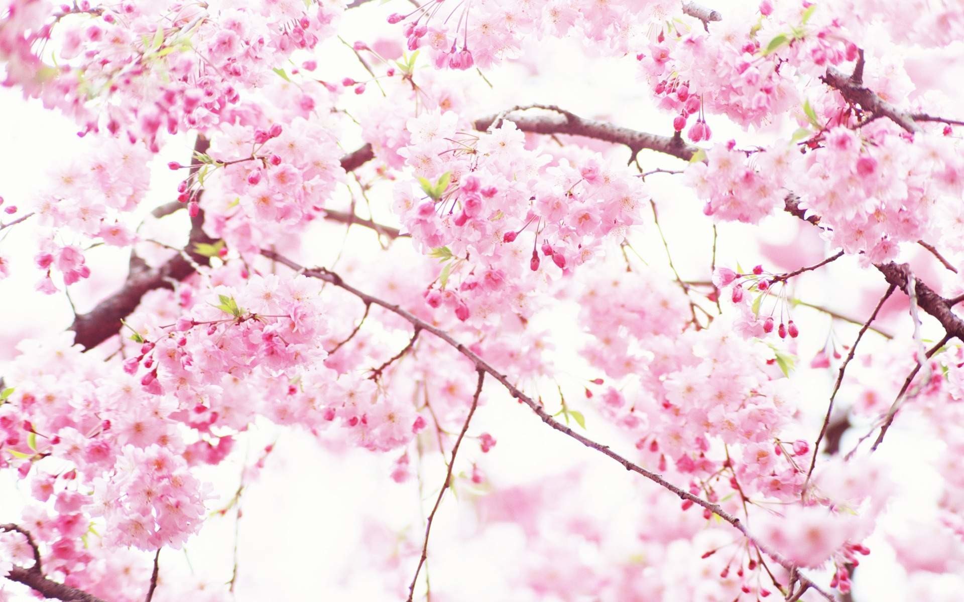 1920x1200, 40 Beautiful Flower Wallpapers Free To Download - Pink And White Blossom - HD Wallpaper 