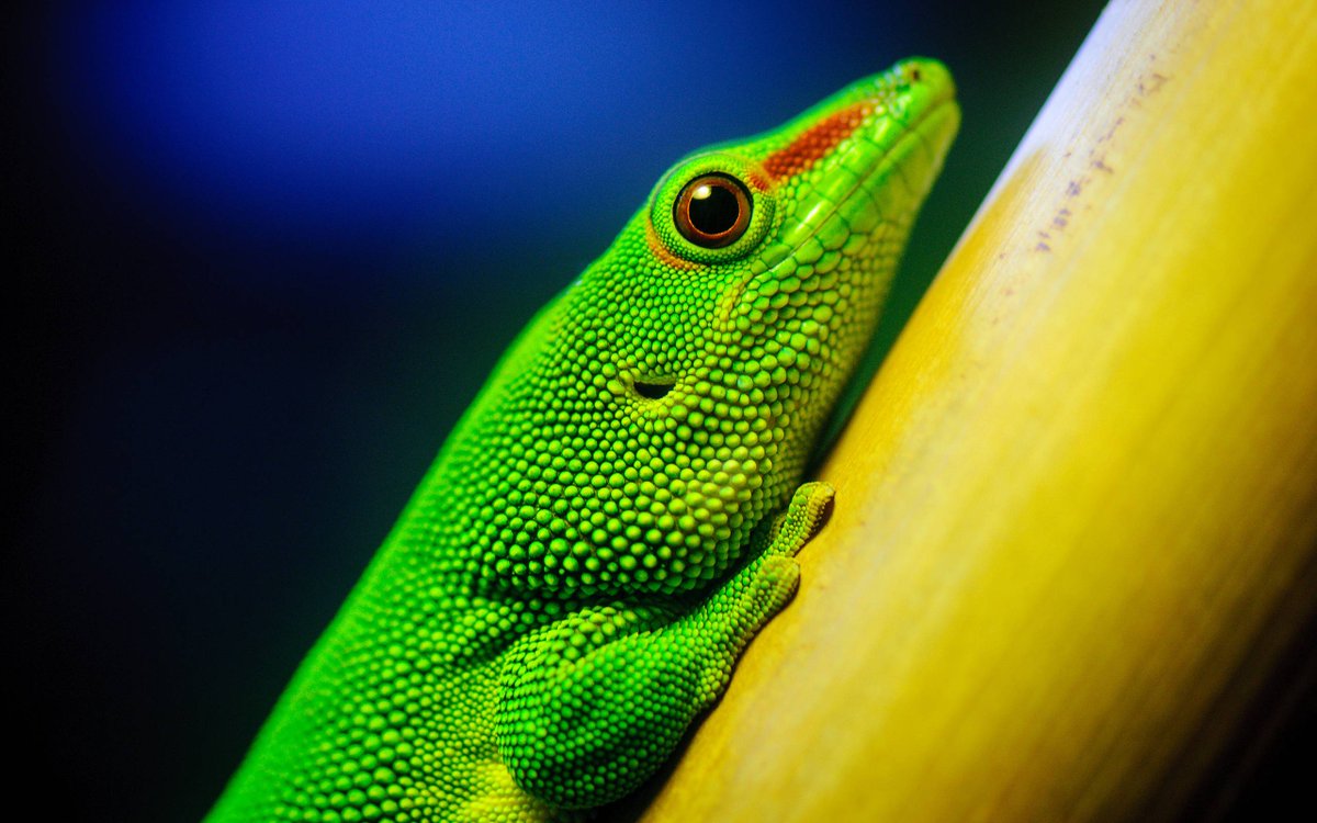 Green Color Lizard - HD Wallpaper 