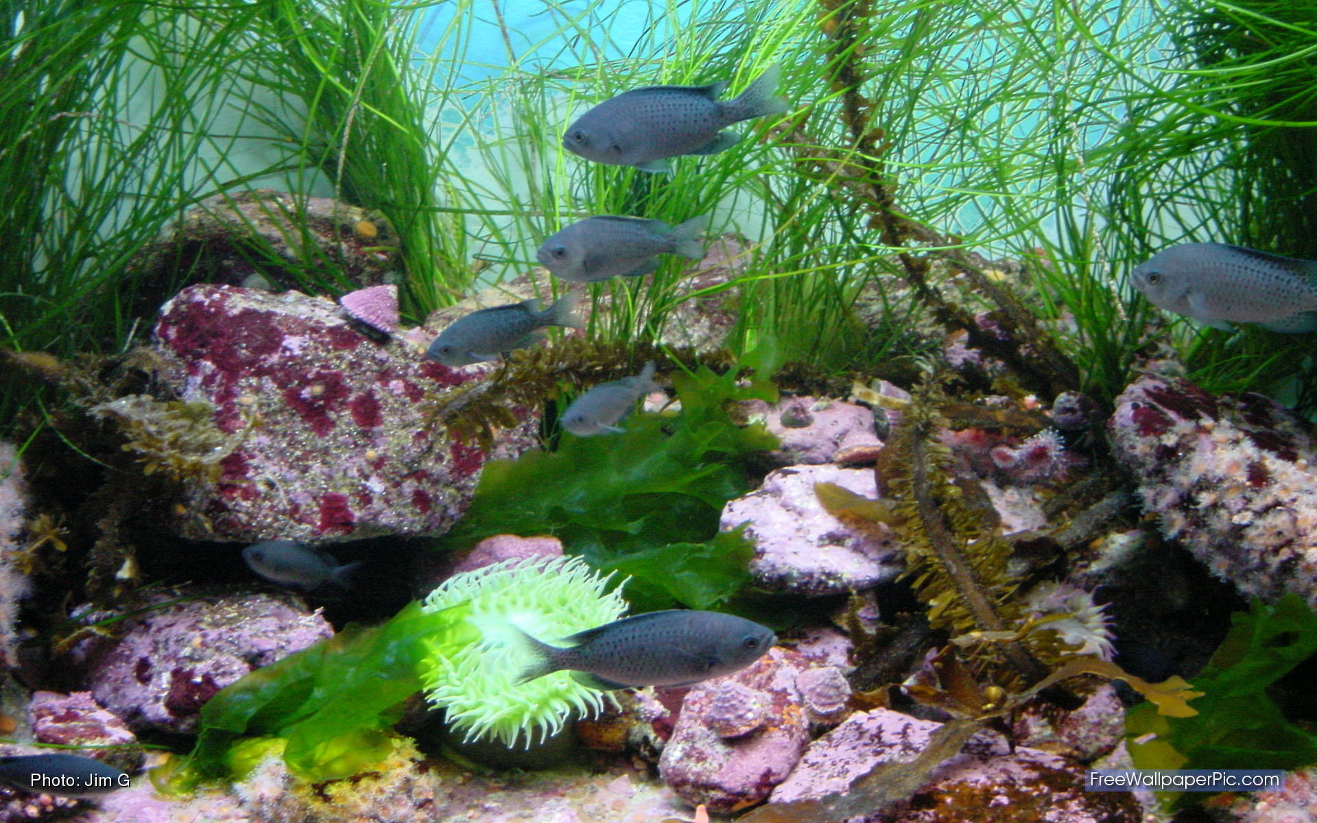 1920x1200, Fish Tank Moving Desktop Backgrounds Best - Hd Aquarium - HD Wallpaper 