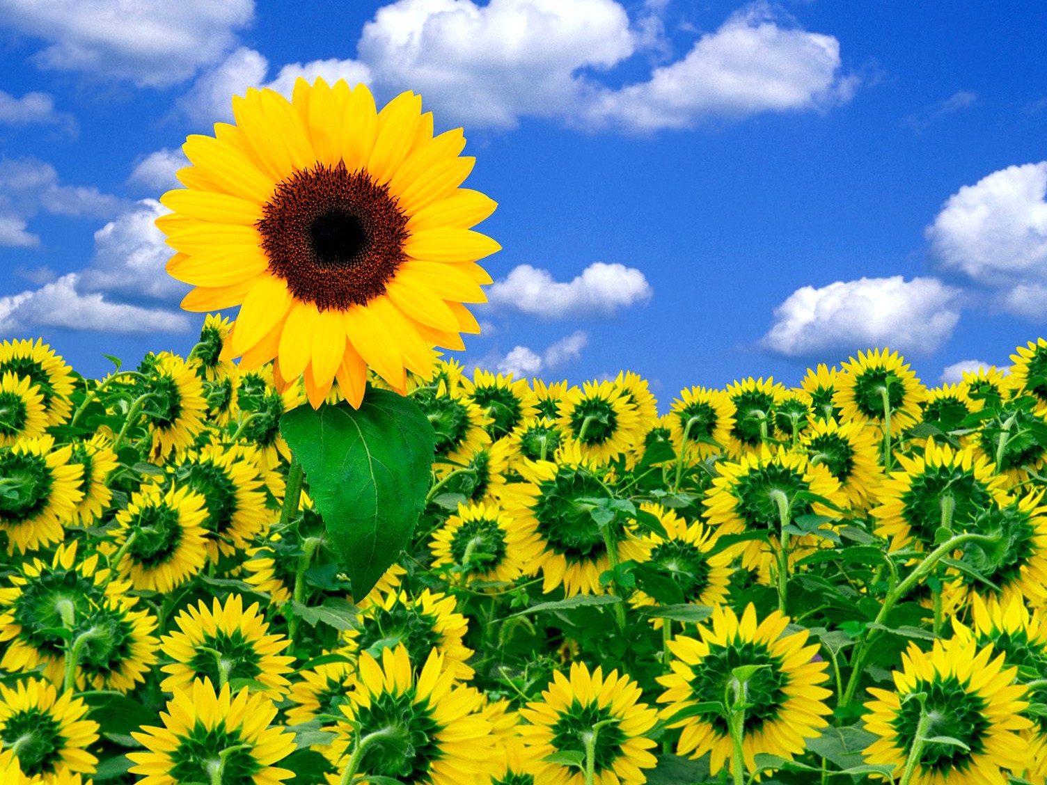 A Little Sunshine Flower Wallpapers Nature Images Hd - Natural Flowers Photo Hd - HD Wallpaper 