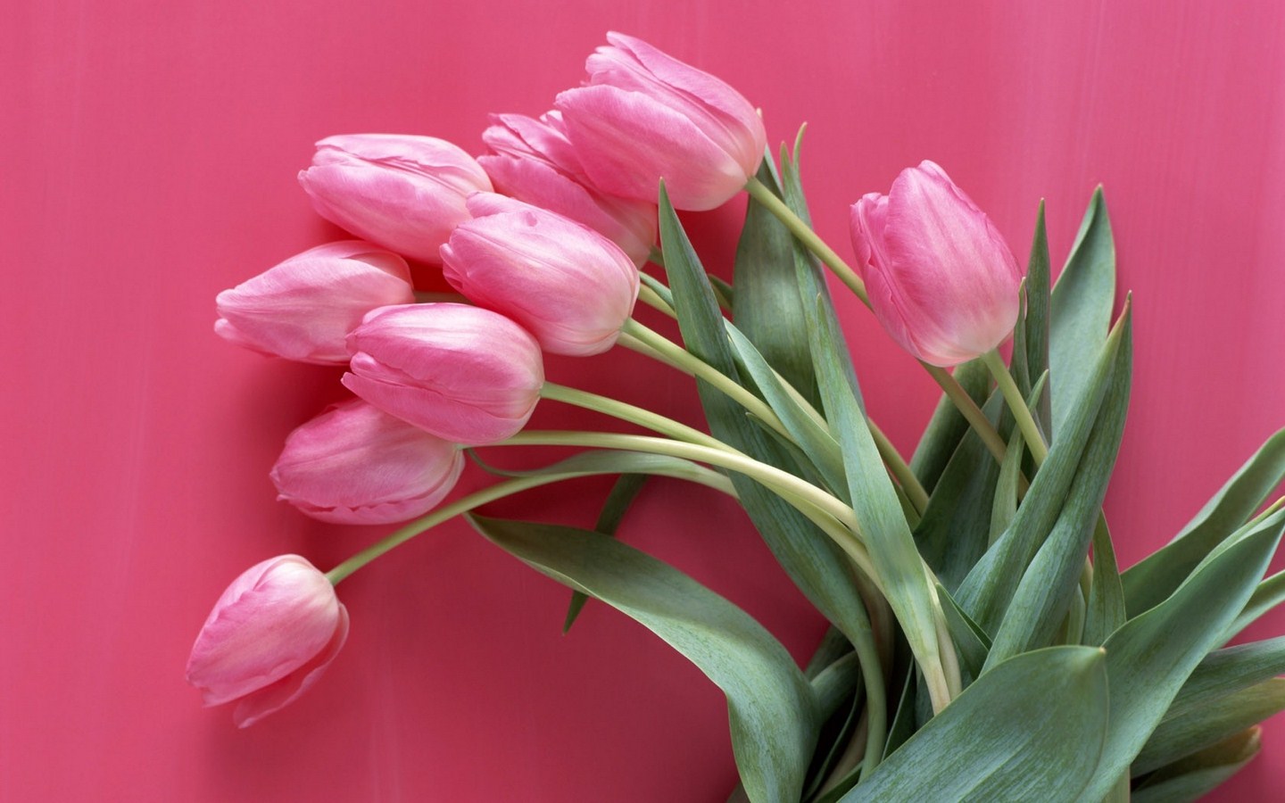 Pink Background With Pink Tulips - HD Wallpaper 