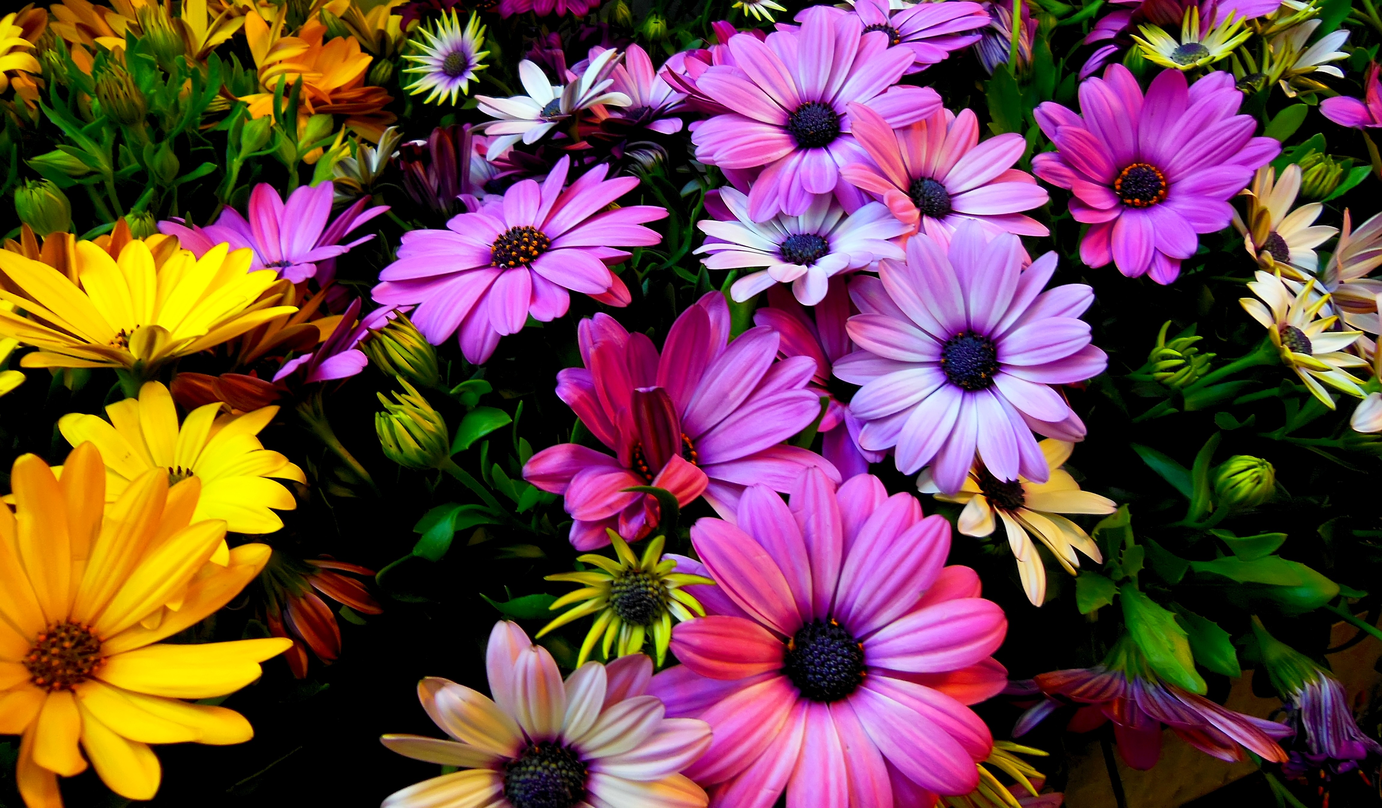 Daisy Flowers Wallpaper For Android - Daisy Flower - HD Wallpaper 