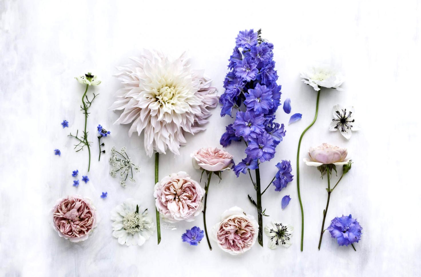 Summer Flowers Phone And Desktop Wallpapers A Conversation - Desktop Wallpaper Flower - HD Wallpaper 