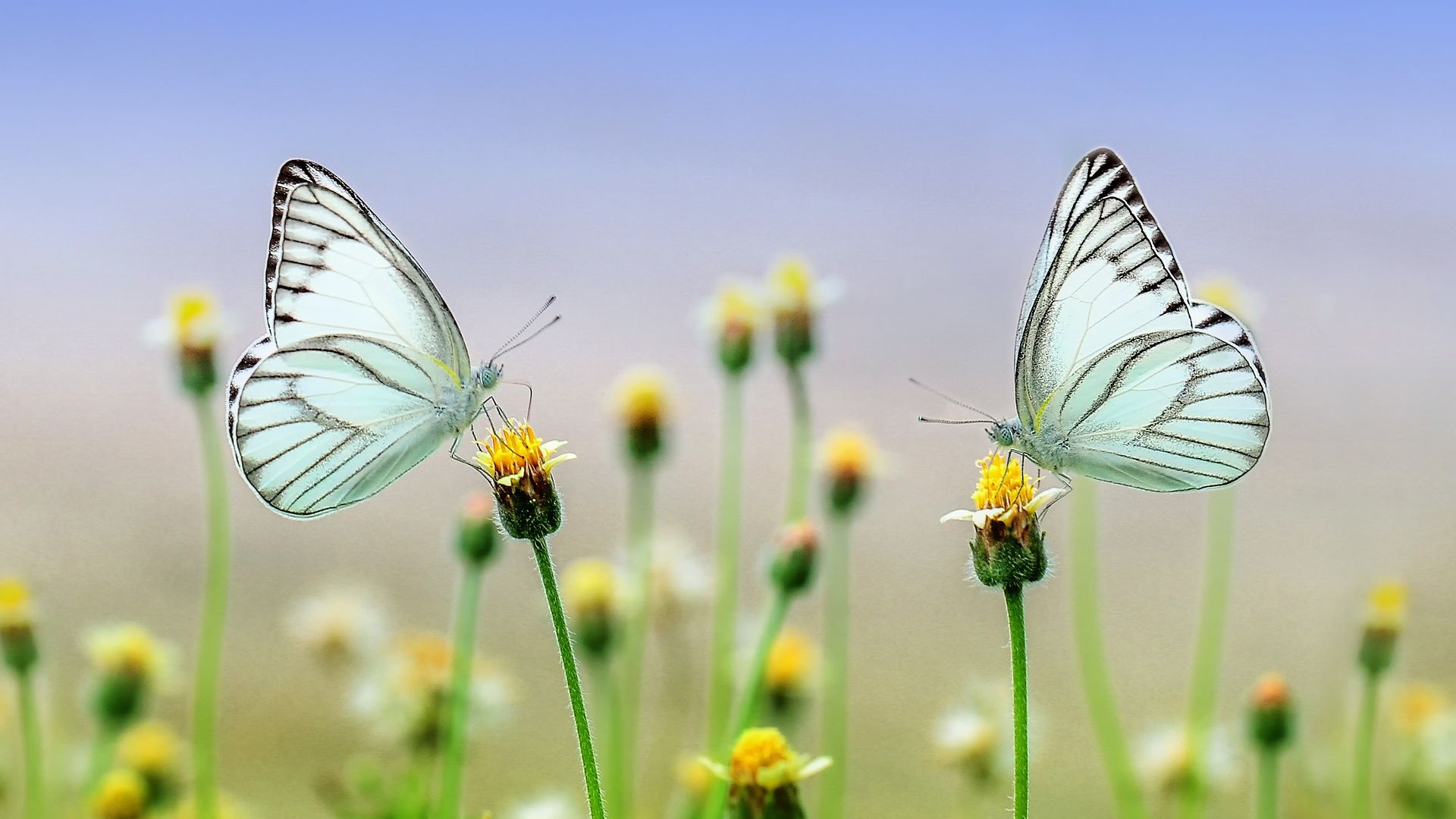 Butterflies On Flowers Spring Nature Hd Wallpaper - Butterfly Nature - HD Wallpaper 
