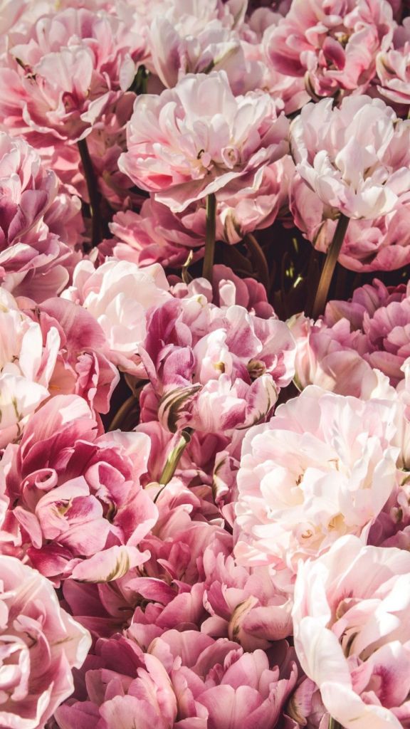 Flower Wallpaper App Inspirational 15 Stunning New - Pink Flower Poster - HD Wallpaper 
