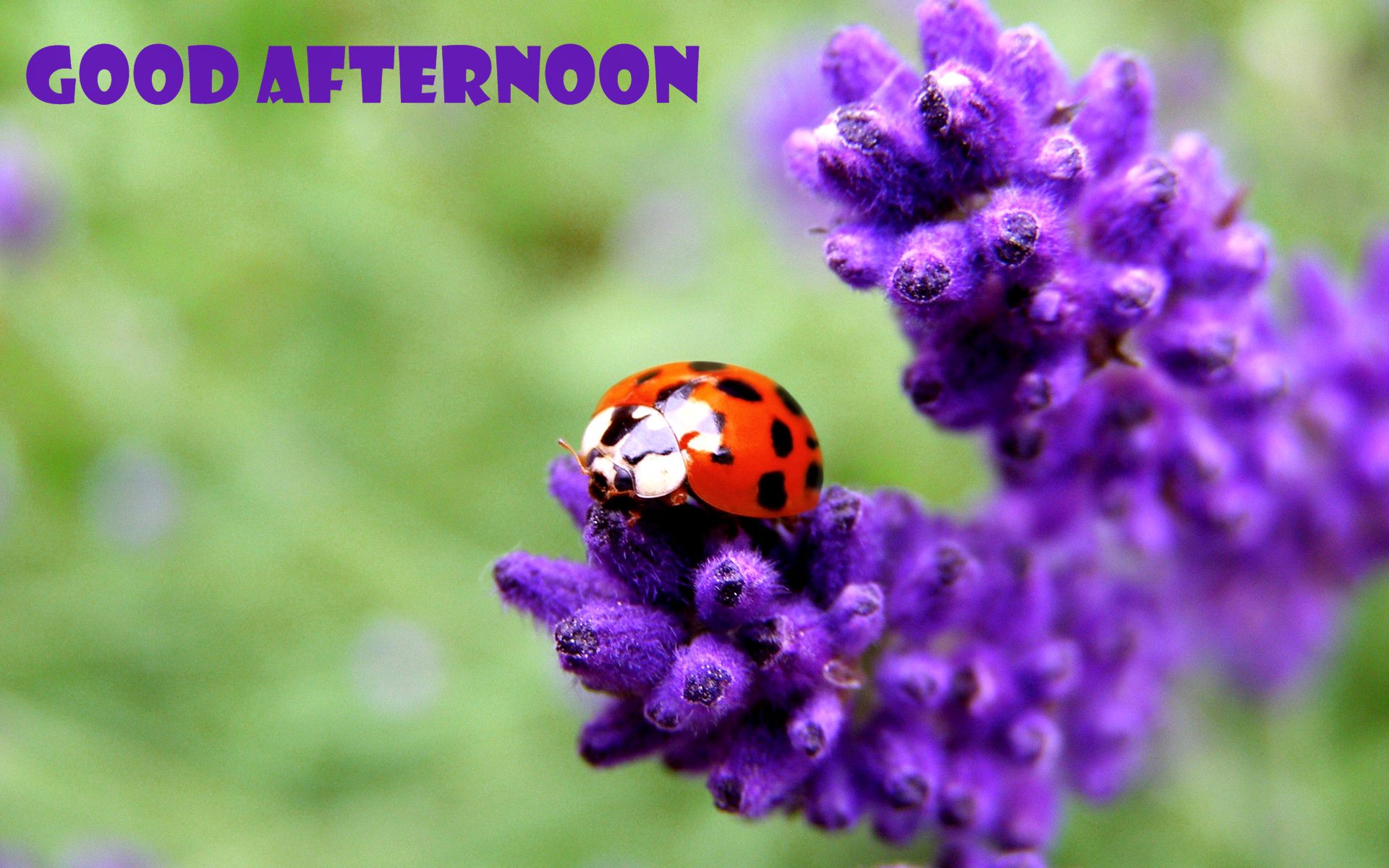 Good Afternoon Hd - HD Wallpaper 