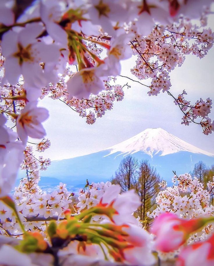 Catch The Best Of Spring Flowers Wallpaper - Joyful Good Morning Messages - HD Wallpaper 