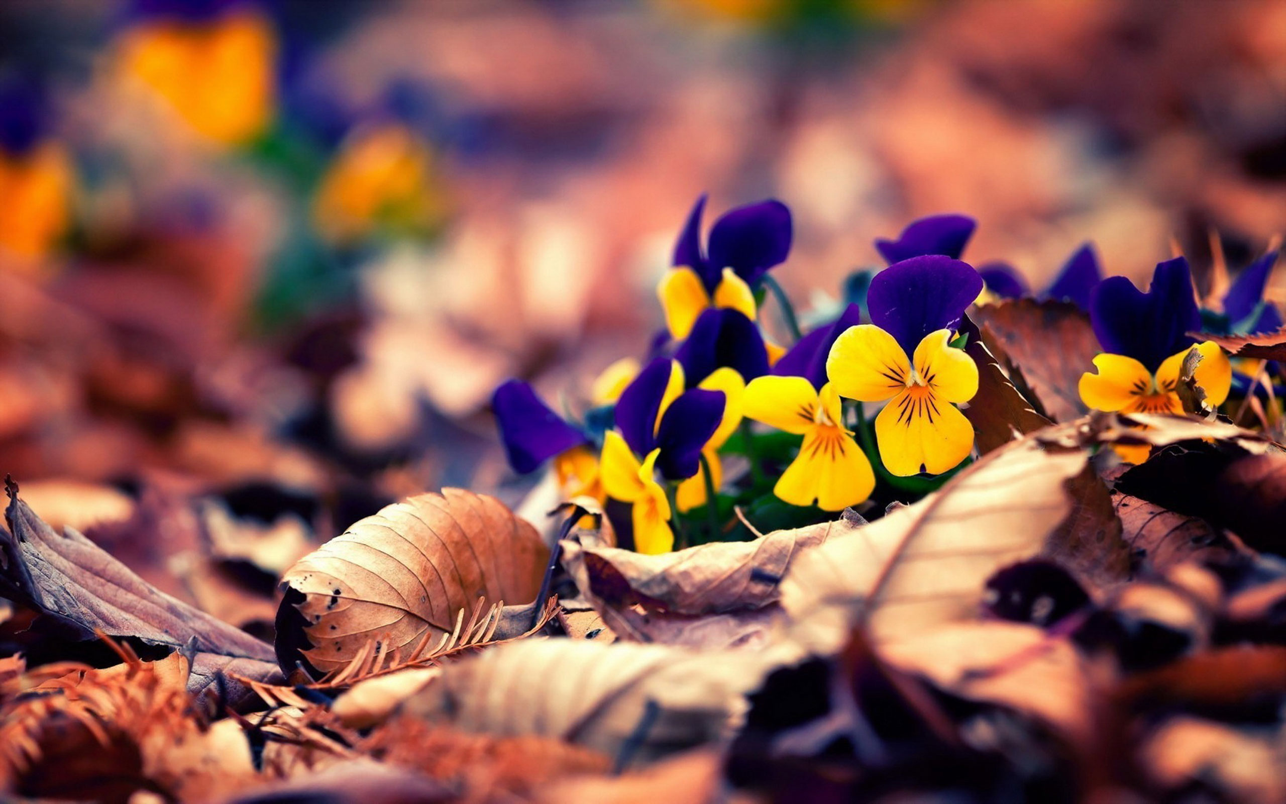 1920x1200, Fall Flowers Background Images - Fall Flowers Hd - HD Wallpaper 