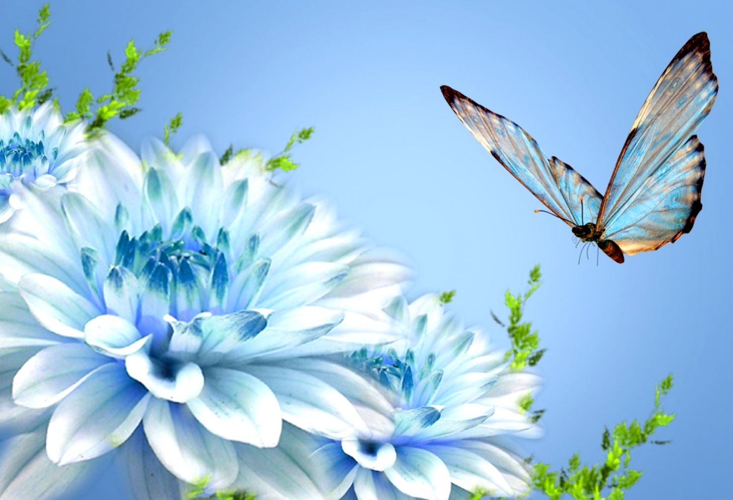 Butterfly Beauty Latest Hd Wallpapers Free Download - Natural Butterfly Images  Hd - 1456x993 Wallpaper 