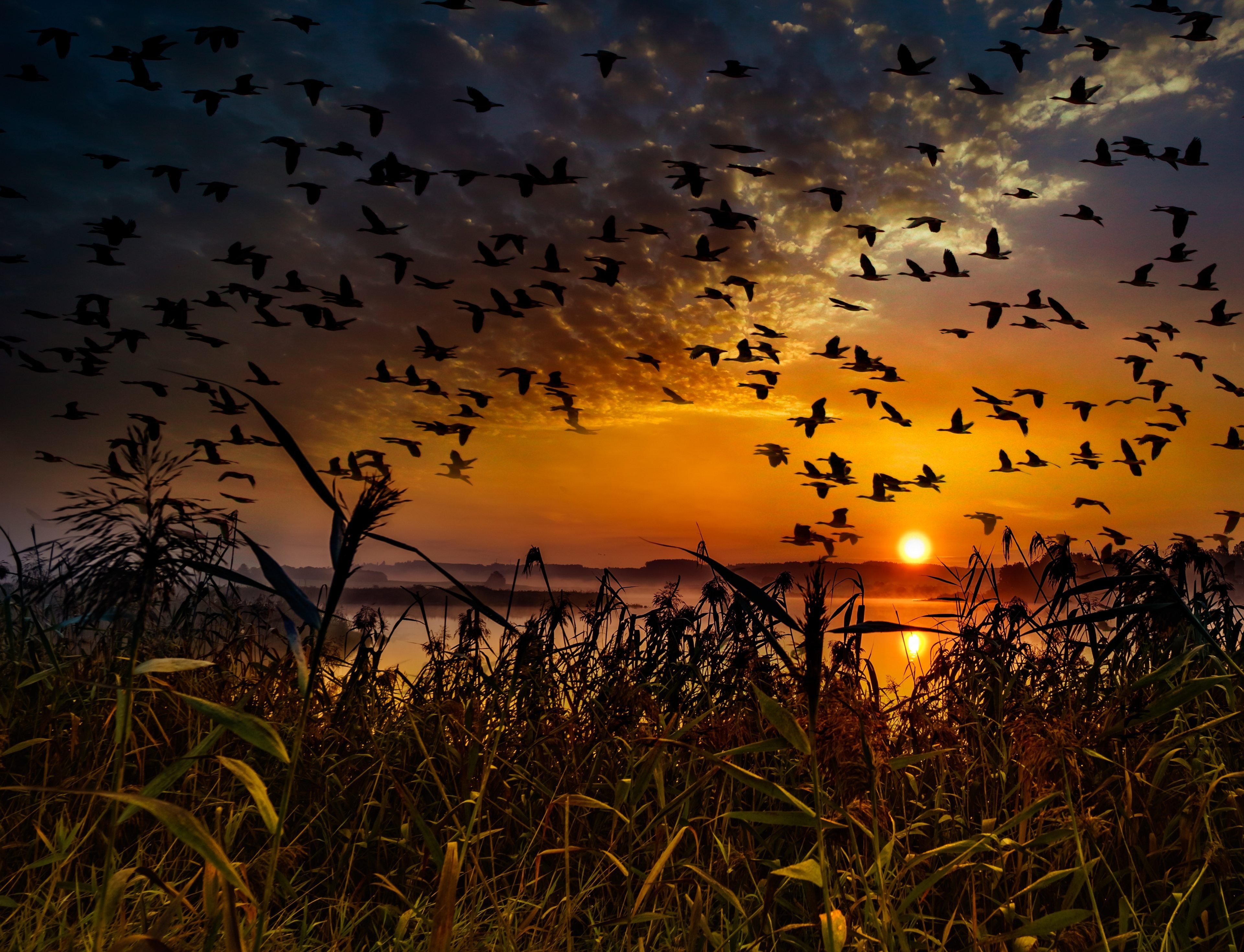 Beautiful Natural Birds Flying In Sky Wallpaper 4k - Beautiful Birds -  3840x2938 Wallpaper 
