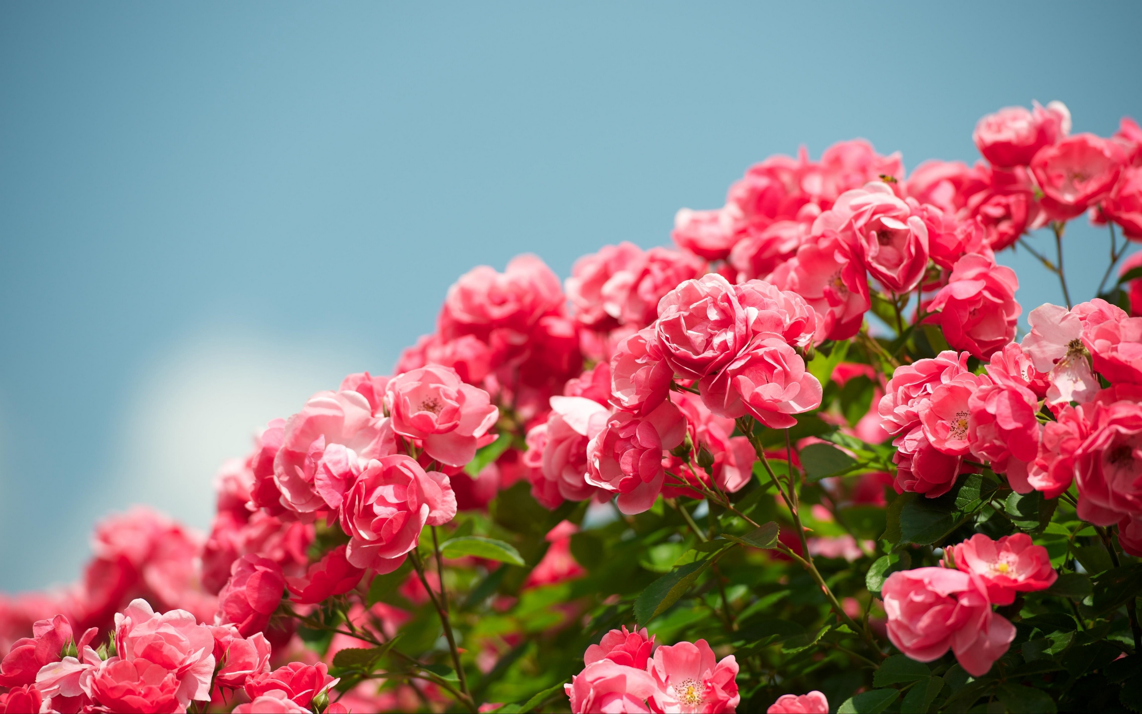 Wallpaper Roses, Shrub, Sky, Sharpness, Beautiful - Garden Rose Wallpaper Flowers - HD Wallpaper 